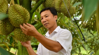 Lâm Đồng: 12 doanh nghiệp và 310 hộ dân đăng ký xuất khẩu sầu riêng sang Trung Quốc