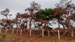 Gia Lai thu hồi chủ trương nghiên cứu, khảo sát, lập quy hoạch 4 dự án của FLC