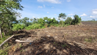 Khởi tố điều tra vụ phá hơn 4,1ha rừng phòng hộ