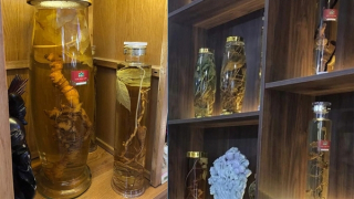 Kinh doanh rượu sâm trái pháp luật, bị phạt 55 triệu đồng