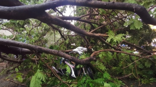 Cây xanh bật gốc, nam thanh niên thoát chết trong gang tấc