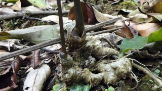 Thủ phủ sâm Ngọc Linh Nam Trà My phát triển vùng nguyên liệu sâm trên 1.500ha