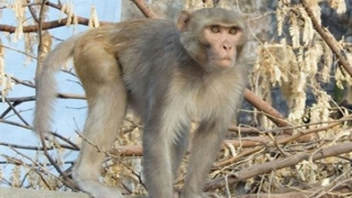 Một người dân bị khỉ vàng cắn phải nhập viện