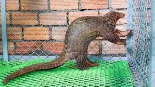 Bắt được cặp tê tê trên rẫy, vợ chồng người nông dân tự giác giao nộp kiểm lâm