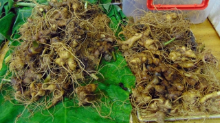 Cây sâm Ngọc Linh 9 nhánh được bán với giá 900 triệu đồng