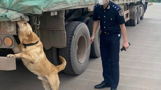 Phát hiện nhiều vụ việc vi phạm pháp luật hải quan