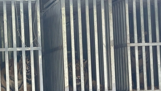 Đi thám hiểm ở Vườn quốc gia Phong Nha-Kẻ Bàng bất ngờ gặp hổ