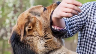 Tử vong sau ba tháng bị chó dại cắn