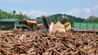 Ngang nhiên xây dựng nhà máy chế biến lâm sản trái phép