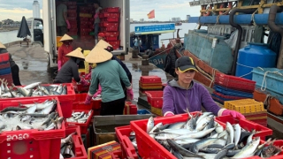 Một ngư dân trúng luồng cá “khủng” thu 250 tấn cá, lãi gần 2 tỷ đồng