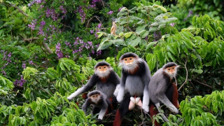 Đầu tư 8 tỉ đồng trồng cây thàn mát và bằng lăng tím trên bán đảo Sơn Trà