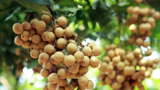 Gần 10 tấn nhãn Việt Nam đổ bộ thị trường Australia