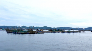 Thủ phạm làm tôm cá chết hàng loạt ở vịnh Xuân Đài là tảo nở hoa?