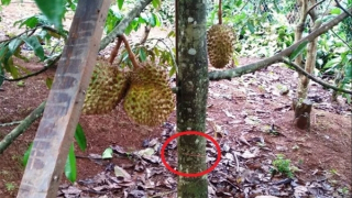 Tái diễn tình trạng phá hoại sầu riêng ở Lâm Đồng