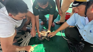 Thả cá thể rùa cực kỳ quý hiếm về biển