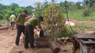 Xác minh nguồn gốc 76 lóng gỗ được tập kết ở vùng biên