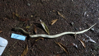 Chữa rắn độc cắn bằng mẹo, người đàn ông tử vong