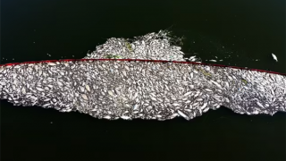 Trăm tấn cá chết bất thường, Ba Lan treo thưởng lớn người phát hiện thủ phạm