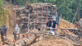 Cạo sạch rừng đầu nguồn gần 20 năm tuổi