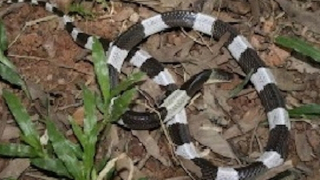 Bệnh viện hết huyết thanh đặc trị, giảm cơ hội cấp cứu cho trẻ bị rắn cắn