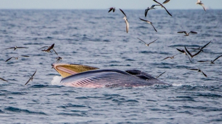 Cá voi xuất hiện trên vùng biển Quảng Ninh