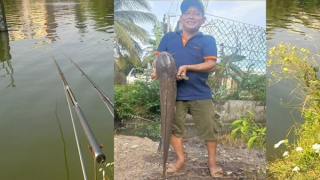 Câu được cá trê khủng nặng gần 10kg, người đàn ông thả lại ao