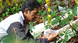 Đỉnh núi mùa hoa sâm