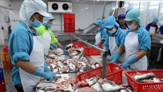 Xuất khẩu cá tra bứt phá tại các thị trường nhỏ