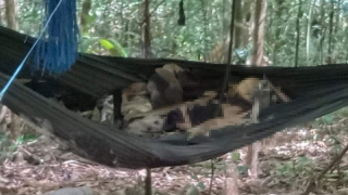 Đi hái măng, phát hiện 2 thi thể giữa rừng già