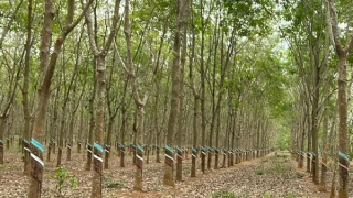 Nam thanh niên chết trong tư thế treo cổ ở vườn cao su