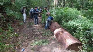 Lâm Đồng "khát" người bảo vệ rừng