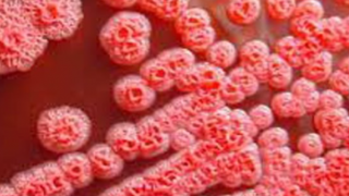 Đắk Lắk ghi nhận trường hợp thứ 2 mắc bệnh Whitmore