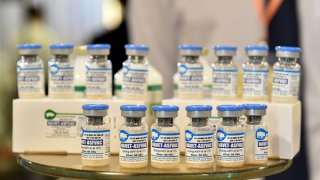 Vì sao lợn chết hàng loạt sau tiêm vaccine dịch tả lợn châu Phi
