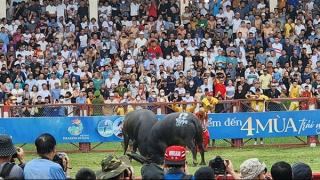 Hàng vạn người đội mưa xem trâu chọi ở Đồ Sơn