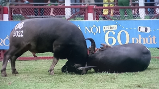 Trâu nội bị chọi "văng", trâu mua từ Campuchia lên ngôi vô địch