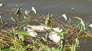 Đang làm rõ nguyên nhân cá chết nổi ở hồ Nước Chè