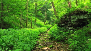 Cảnh báo người dân thận trọng khi dùng lá cây rừng chữa bệnh