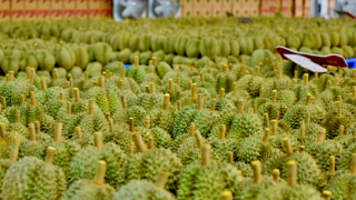 Trung quốc chấp thuận 51 vườn trồng sầu riêng của Việt Nam