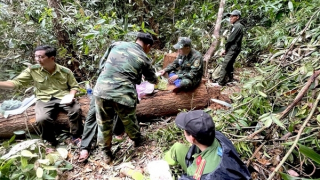 Chuyển công an điều tra vụ khai thác trái phép hơn 147m3 gỗ