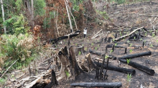 Chủ tịch tỉnh Phú Yên chỉ đạo giải quyết kiến nghị vụ phá rừng đã xử lý hơn hai năm trước