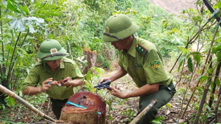 Phát hiện phá rừng trong khu vực Công ty Lâm nghiệp Đường 9 quản lý