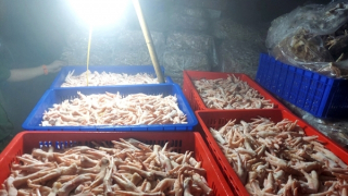 Hà Nội phát hiện hàng tấn chân gà đông lạnh không rõ nguồn gốc
