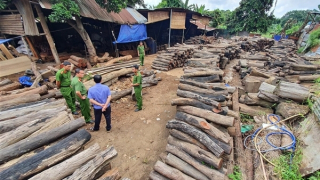 Xưởng cưa chứa gỗ lậu giữa lòng thành phố