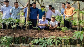 Hành trình đưa “quốc bảo” sâm Ngọc Linh trồng ở Tây Bắc