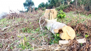 Tái diễn nạn phá rừng ở miền núi Phú Yên