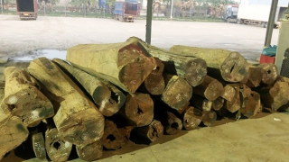 Dùng chứng từ giả để buôn lậu 28m3 gỗ quý