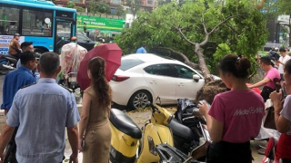 Nhiều ô tô hỏng nặng vì bị cây đổ đè trúng trong mưa lớn