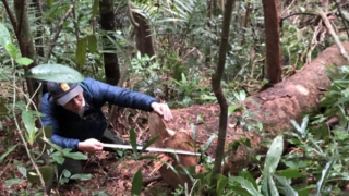 Giám đốc Khu bảo tồn thiên nhiên Bắc Hướng Hóa bị đề nghị kỷ luật