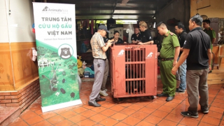 Cứu hộ gấu ngựa sau 17 năm nuôi nhốt