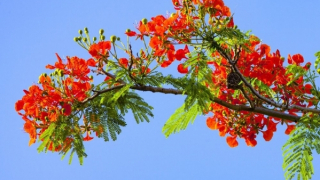 Thời hoa đỏ - Niềm khát khao luyến tiếc và những mối tình dang dở